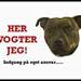 Tosa & Pit bull