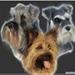 Dværgschnauzer hvalpe