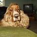 Gribe en hundekiks?