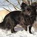 Wolfsblut/foder til chi
