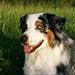 Test af godt og billigt hundefoder