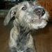 Ung hanhund til parring?!