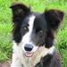 Border Collie han søges til bedækning