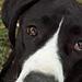 westi hanhund til avl