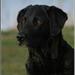 Hanhund og avl
