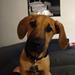 Rhodesian Ridgeback hvalpe? (Blanding)