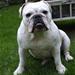 Albueledsdysplasi (engelsk bulldog)