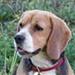 Beagle hvalpe 3½uge