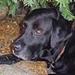 hundefoder i tyskland