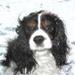 En Rigtig Hundedag 13 Maj - Støt og hyg