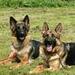 Hundefoder Sam's field