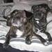 ? om Amerikansk bulldog