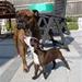 Amstaff´s købt i Viborg området...