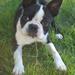Boston Terrier