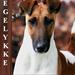 Glathåret Foxterrier hvalpe
