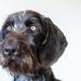 Halloween K9 Biathlon for alle -