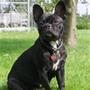 Gitte J