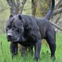 Dogo Canario