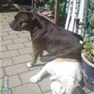 Team engelsk staffordterrie bullterrie& Bulldog! .