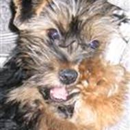 Matilde k