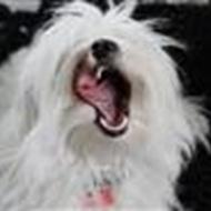 - * Team~Bomuld * - .