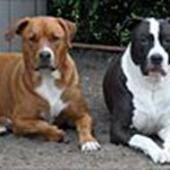 Lotte & hundene