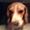 Natashia oghendes super hunde Vincent og Aida '
