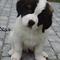 R.I.P Tasso <3 i will always love you! (L) .
