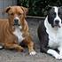 Lotte & hundene
