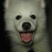 Coton de Tulear