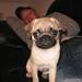 Mave prob, Mops.