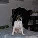 Jack Russel hvalp deprimeret??