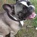 Mistanke om tumor - Fransk Bulldog! :(