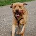 Hver 5. hund bliver aflivet pga adfærd