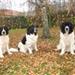 sterilisation/temperament, erfaring ??