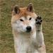 Shiba Træf 2013