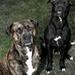 Mishandling af hunde