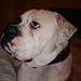 at overtage en syg hund...