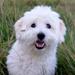 Coton de tulear kennel? 