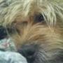 cille & chilli <