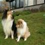 Laila - Kennel Nielsens -  