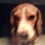 Natashia oghendes super hunde Vincent og Aida '