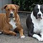 Lotte & hundene
