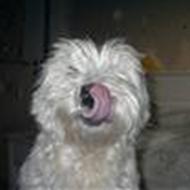 cike min lille vovse  