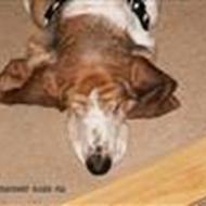 !buller-bassen & line! (gerne udfordres) p