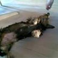 Sille og den sødeste Mauda !