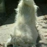 Ann-Sofie & chang  k