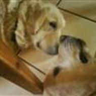 Sarah er dyre elsker :