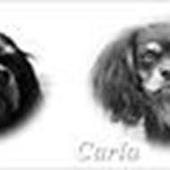 *Team Cavalier*