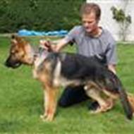 Michelle & Karat's Tenzo .